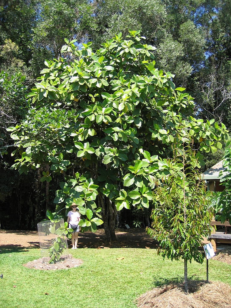 CairnsTC255 Rainforest Station.jpg